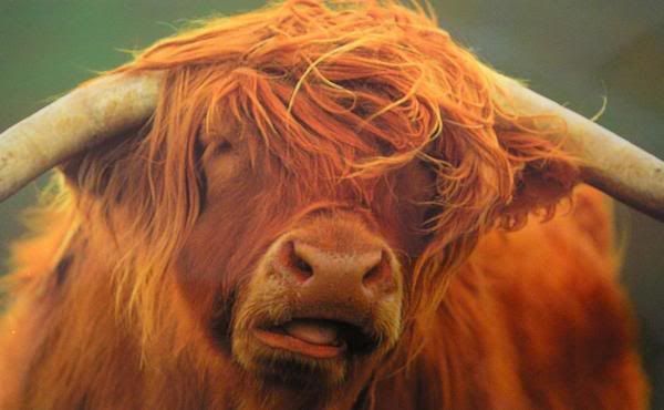 65355-Heffer-Cows-0.jpg
