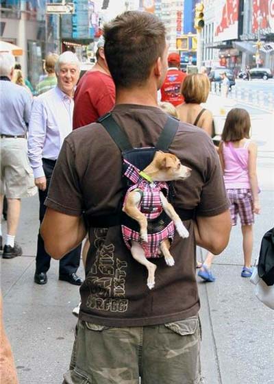 puppy-papoose-01.jpg