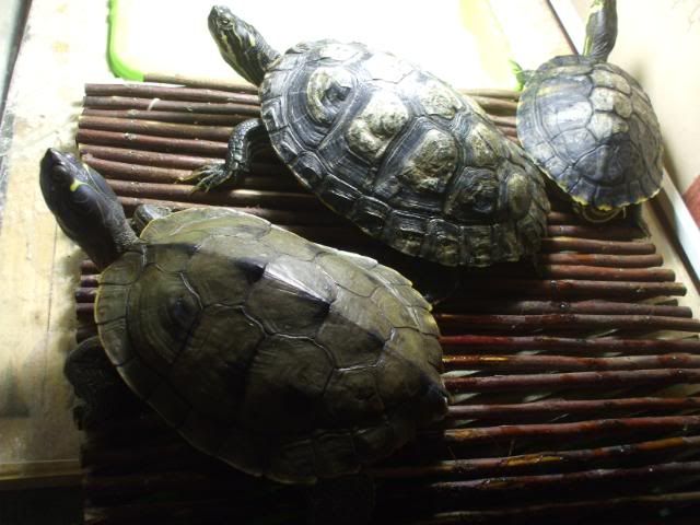 baskingturts.jpg