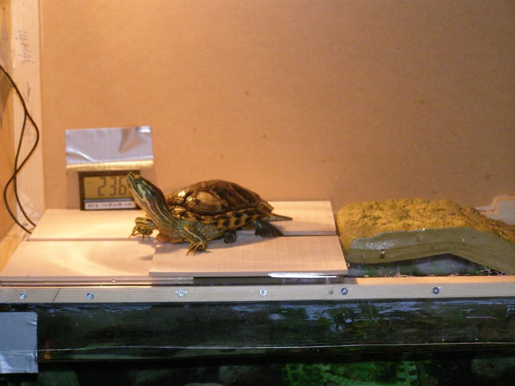 turt.jpg