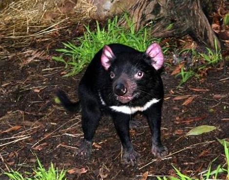 tasmanian_devil4.jpg