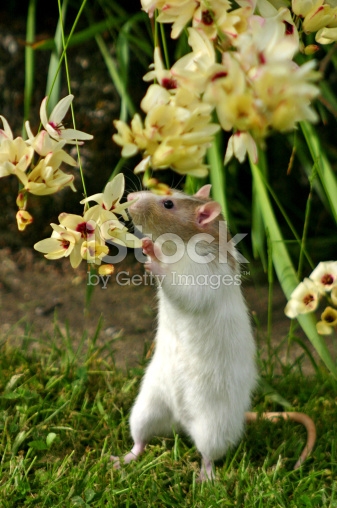 istockphoto_350975-rat-sniffing-