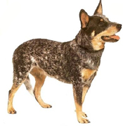 australian-cattle-dog.jpg