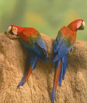 macaws.JPG