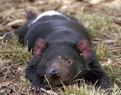 tasmanian_devil2.jpg