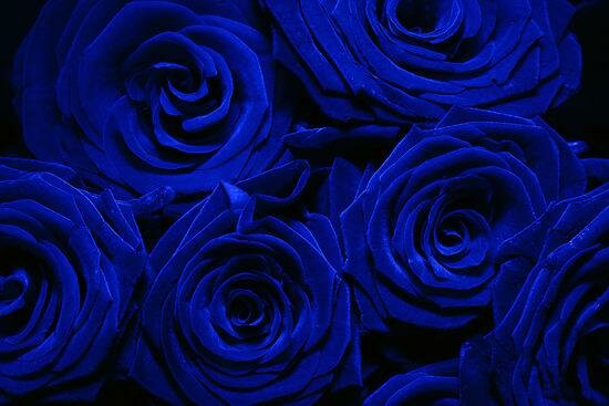 428708-19-blue-roses877980698.jpg