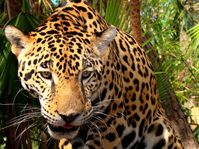 jaguar.jpg