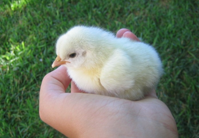 baby_chick1213878839.jpg