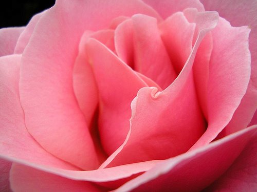 Pink-Rose.jpg