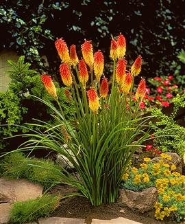 390Kniphofia_uvaria2.jpg