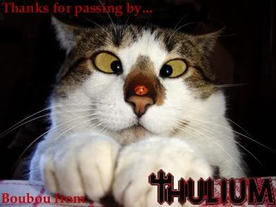CATANDBUG.jpg
