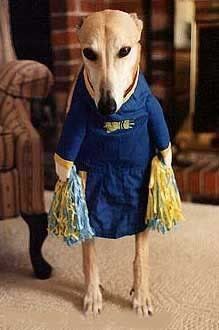 cheerleaderdog3.jpg