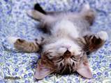 sleeping-kitten-smiley-emoticon.jpg