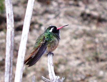 xantus-hummingbird-hylocharis-xantusii.jpg