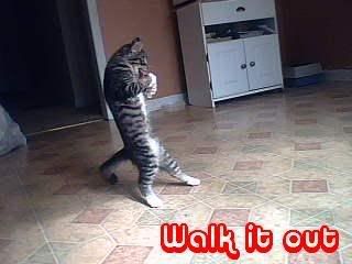cat.jpg