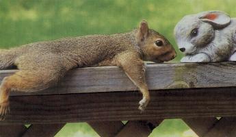 chipmunklove.jpg