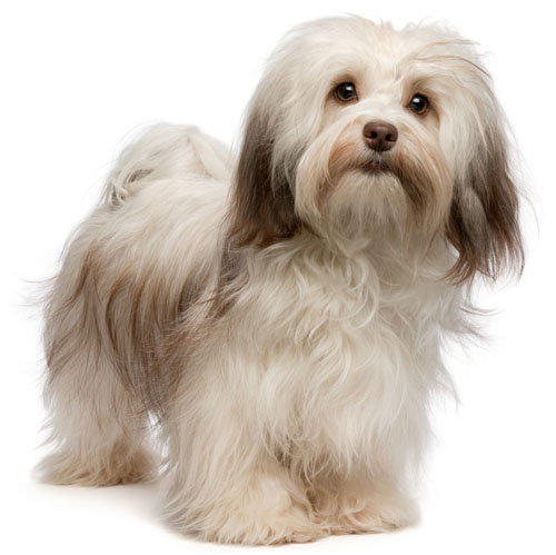 havanese.jpg.pagespeed.ce.yZAzPUryzW.jpg