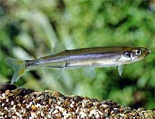 common-smelt-223.jpg