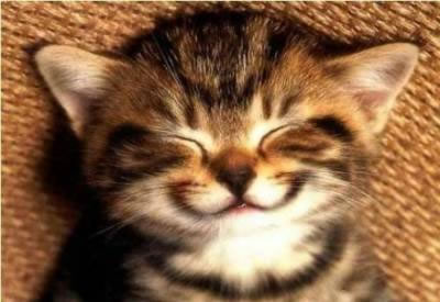 smileycat.jpg