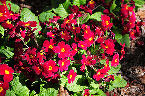 primula.jpg