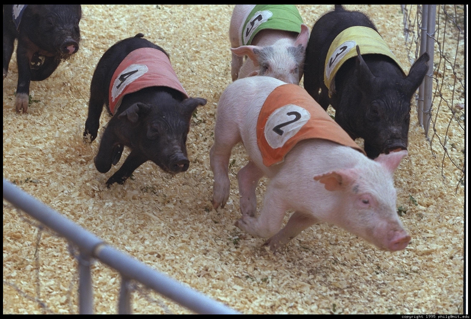 pig-racing-16.4.jpg