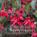 fuchsia_riccartonii_1925.jpg