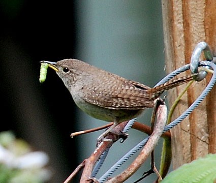 house_wren_6.jpg