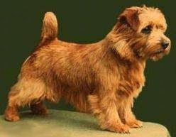 NorfolkTerrierinde7310.jpg