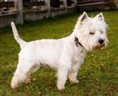 west-highland-terrier.jpg