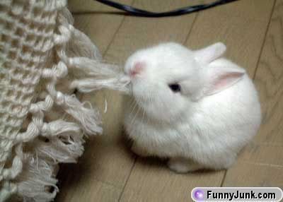 littlewhiterabbit.jpg