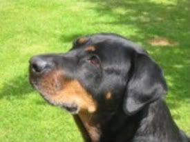 stella-1.jpg