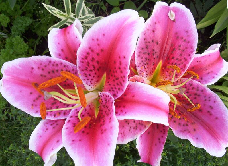 20030807-lilies-stargazer-1.jpg