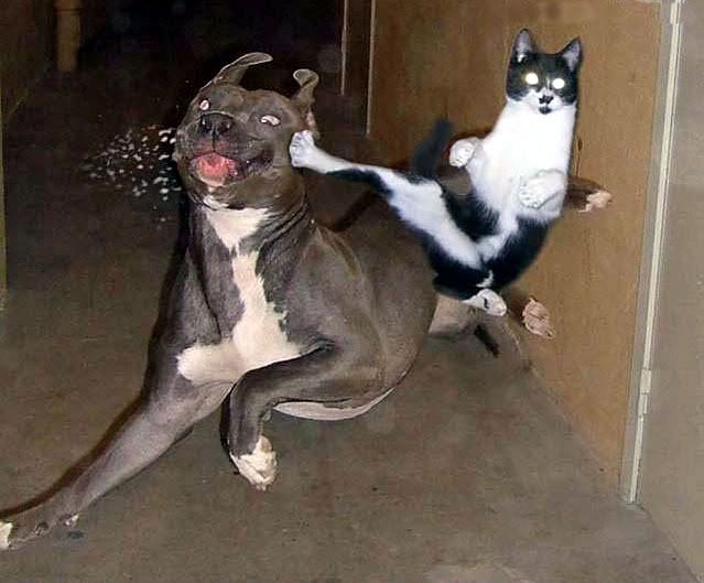 cat-fu.jpg
