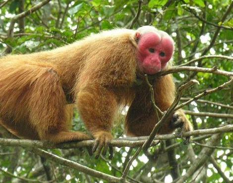 uakari.jpg