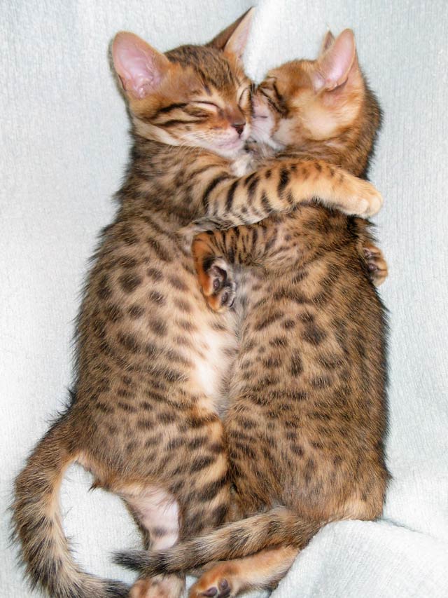 starxsimba-litter-hugs-030305.jpg