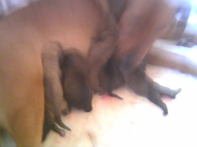 Chocpups.jpg