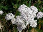 Yarrow_tmb.jpg