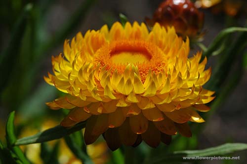 strawflower-2.jpg