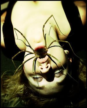 spiderdistubringphotobbucke.jpg