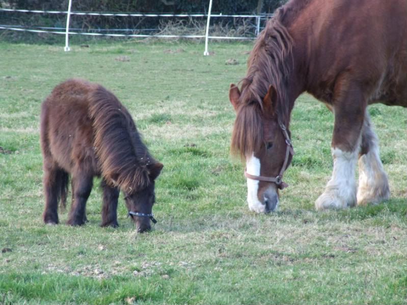 2010_0221HorseboxFeb20100010.jpg