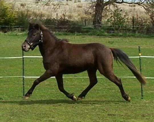 MoTrotting1.jpg