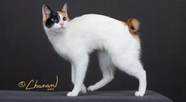 japanese_bobtail.breed%20image.jpg