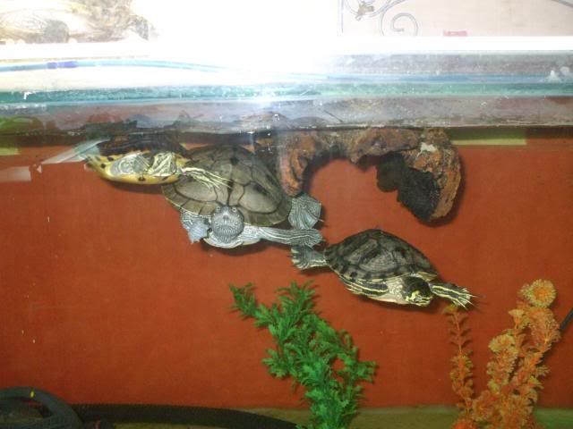 turtsintank.jpg