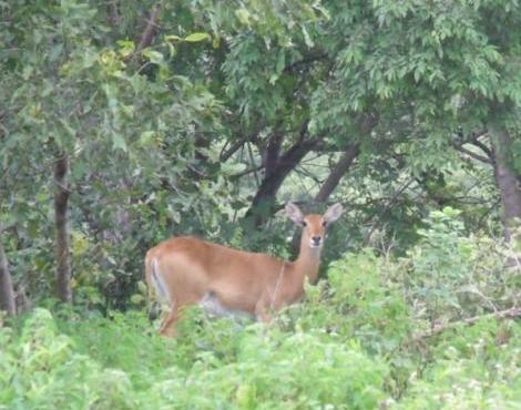 antelope8.jpg