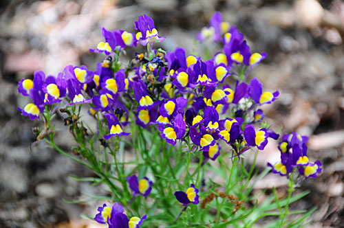 toadflax.jpg
