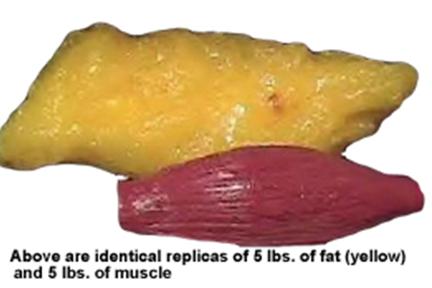 5lb-fat-muscle2.jpg