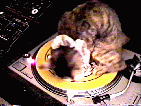14.gif