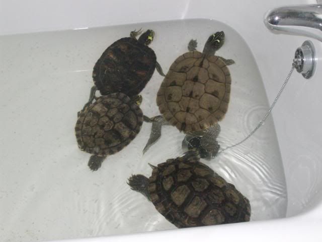 turtsinbath.jpg