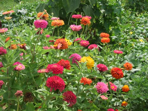 zinnia.jpg