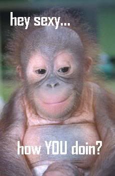 monkey-1.jpg